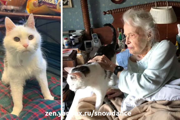 Хотя вначале у них были некоторые сомнения, сейчас сотрудники приюта говорят, что эта пара "идеально подходит друг другу". Старая кошка нашла приют и любовь у 101-летней женщины.