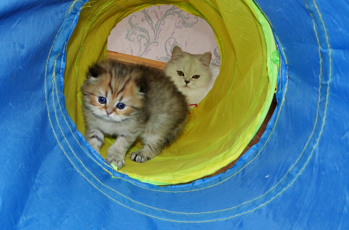 Котенок в туннеле