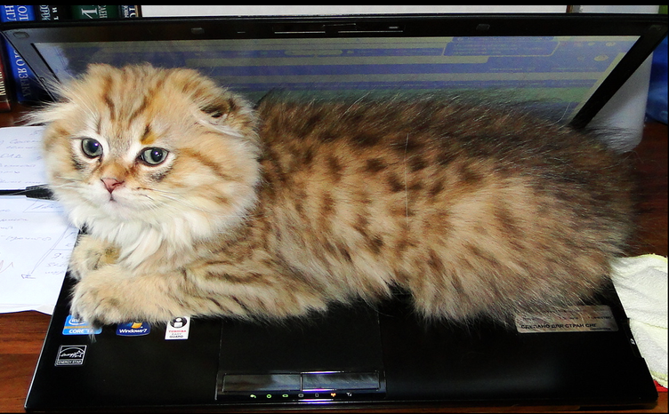 Котенок на компьютере. 