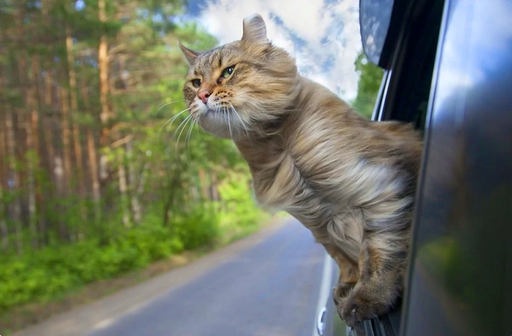 Почему кошки любят окна