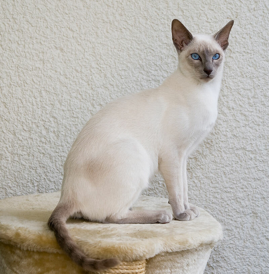 Сиамская кошка | Фото по свободной лицензии CC BY-SA 3.0 https://en.wikipedia.org/wiki/Siamese_cat