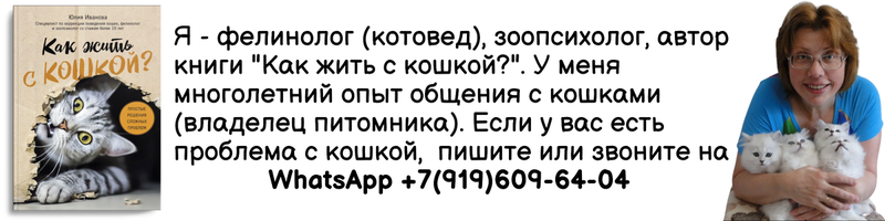 Если вы беспокоитесь о том, насколько полноценной будет жизнь вашей кошки в маленьком помещении, эта статья - для вас! Почему важно развлекать кошку?