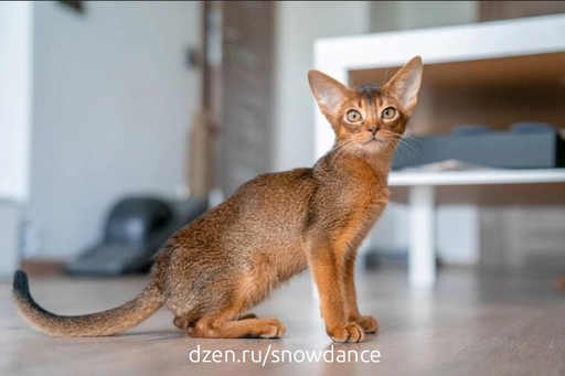 10 увлекательных фактов об абиссинских кошках