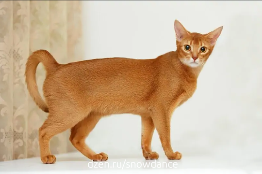 Абиссинская кошка - одна из самых старых и интересных пород кошек в мире, и именно поэтому мы нашли время, чтобы рассказать вам 10 самых интересных фактов об этой породе.-6