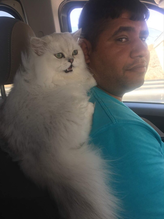 Этот котик исключение. Ему нравится кататься в машине. Это наш котик Беляшик в Турции.