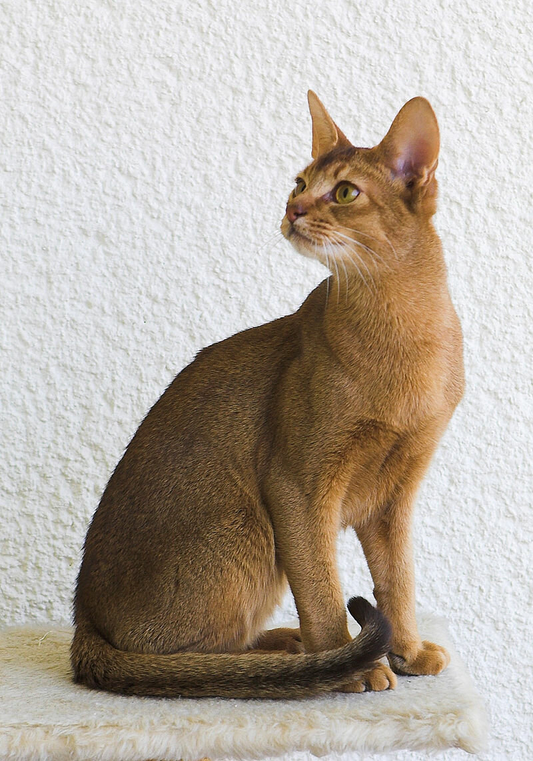 Абиссинская кошка | Автор Karin Langner-Bahmann Лицензия CC BY-SA 3.0 https://clck.ru/WK327