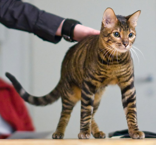 Кошка Тойгер | Автор Heikki Siltala Лицензия CC BY 3.0 https://clck.ru/WK4nv