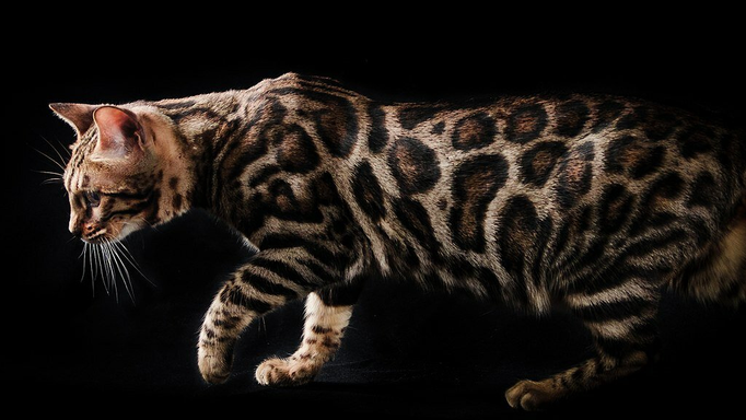 Бенгальская кошка | Автор Fran Garcia Garcia Лицензия CC BY-SA 4.0 https://clck.ru/WK39W