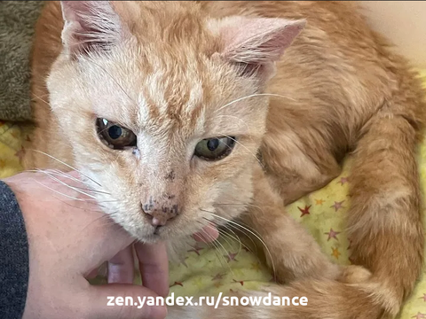 Около трех месяцев назад 14-летний кот оказался в приюте, потерянный и растерянный. Его хозяин, к сожалению, скончался, и его принес знакомый. Кот нуждался в приемной семье.-7