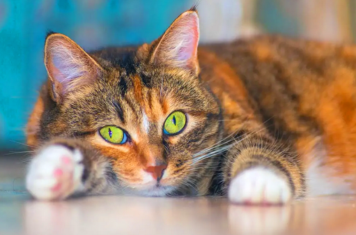 Одна из первых пяти пород, признанных Ассоциацией любителей кошек, американская короткошерстная кошка является настоящим американским символом.