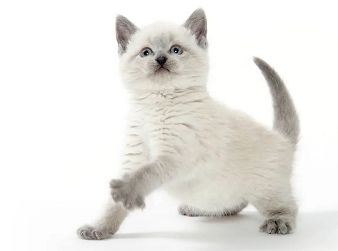 Одна из первых пяти пород, признанных Ассоциацией любителей кошек, американская короткошерстная кошка является настоящим американским символом.-10