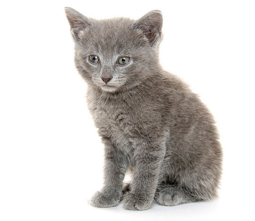 Одна из первых пяти пород, признанных Ассоциацией любителей кошек, американская короткошерстная кошка является настоящим американским символом.-11