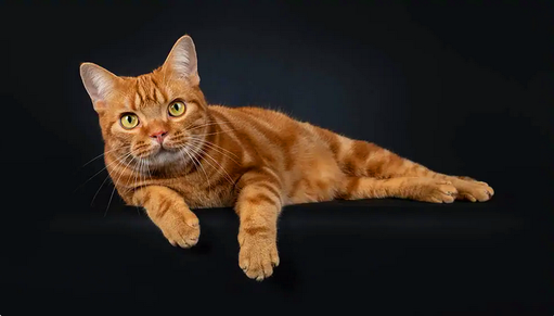 Одна из первых пяти пород, признанных Ассоциацией любителей кошек, американская короткошерстная кошка является настоящим американским символом.-2