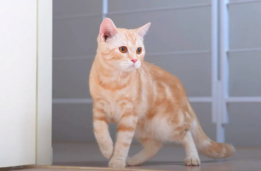 Одна из первых пяти пород, признанных Ассоциацией любителей кошек, американская короткошерстная кошка является настоящим американским символом.-3