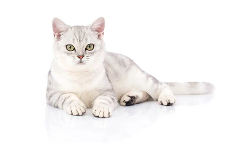 Одна из первых пяти пород, признанных Ассоциацией любителей кошек, американская короткошерстная кошка является настоящим американским символом.-5