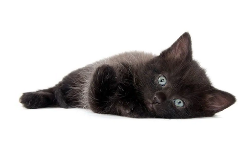 Одна из первых пяти пород, признанных Ассоциацией любителей кошек, американская короткошерстная кошка является настоящим американским символом.-7