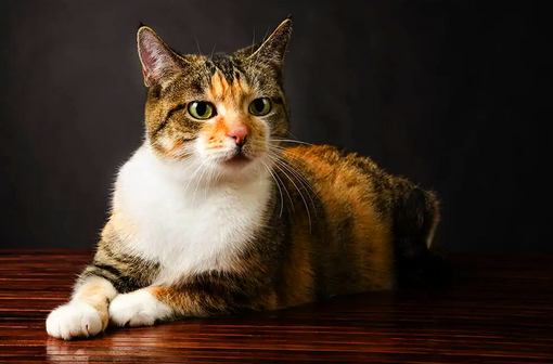 Одна из первых пяти пород, признанных Ассоциацией любителей кошек, американская короткошерстная кошка является настоящим американским символом.-8
