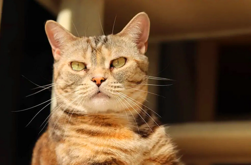 Одна из первых пяти пород, признанных Ассоциацией любителей кошек, американская короткошерстная кошка является настоящим американским символом.-9