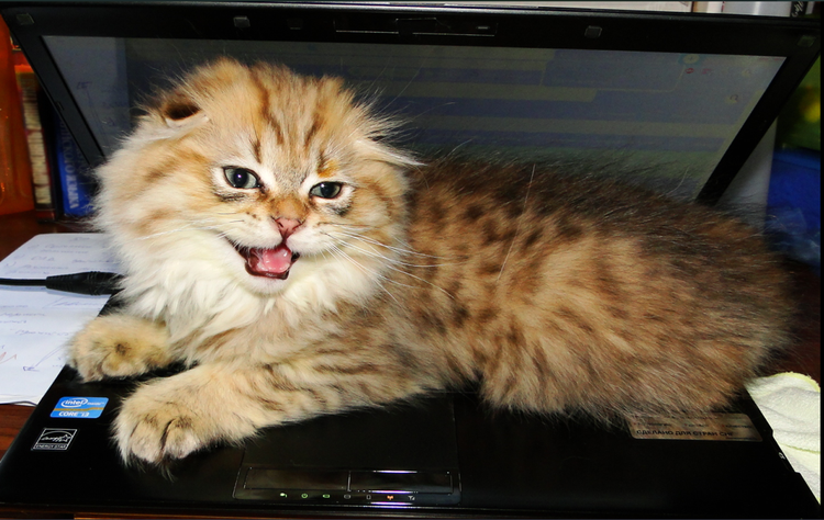 Котик который требует внимания и даже ложится на компьютер