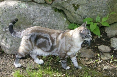 Каждая кошка уникальна. Длина, окрас и узор их шерсти определяется генетикой, и нет абсолютно одинаковых кошек.-3