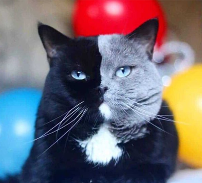 Каждая кошка уникальна. Длина, окрас и узор их шерсти определяется генетикой, и нет абсолютно одинаковых кошек.-6