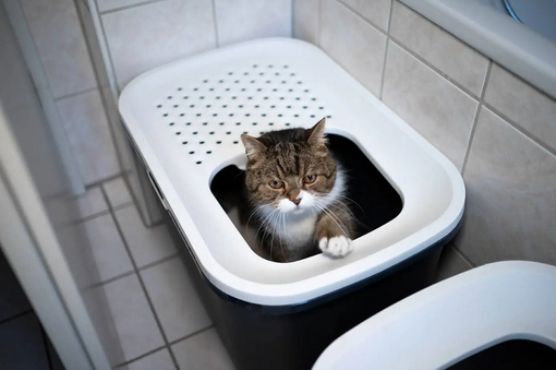 Кошачьи туалеты неприглядны, они воняют, что делает их самой неприятной принадлежностью для кошки. Однако вам больше не придется быть рабом кошачьего туалета!