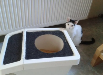 Кошачьи туалеты неприглядны, они воняют, что делает их самой неприятной принадлежностью для кошки. Однако вам больше не придется быть рабом кошачьего туалета!-15