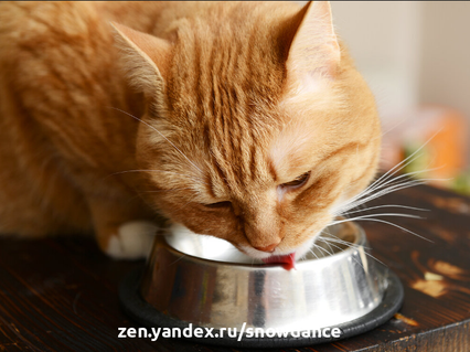 Мы думаем, что кормить кошку - просто. Каждый день мы кладем еду в миску и идем на работу... Между тем, стоит давать еду и воду в правильной посуде, месте и даже по времени.-2