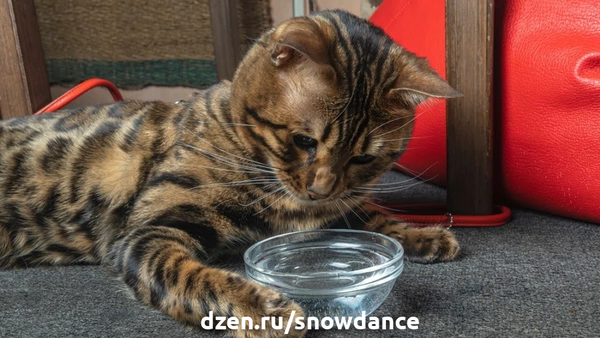 4 причины, почему ваша кошка не пьет воду: Факты, способы решения и часто задаваемые вопросы