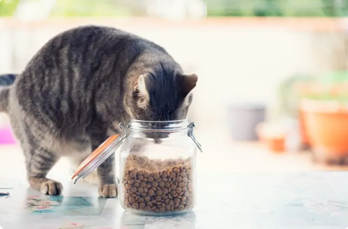 Будь то корм для кошек или пища для людей, каждый хочет знать, как сохранить свою еду свежей как можно дольше. Сухой корм для кошек, прежде всего, предназначен для длительного хранения и использования.-3