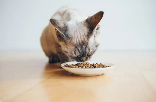 Будь то корм для кошек или пища для людей, каждый хочет знать, как сохранить свою еду свежей как можно дольше. Сухой корм для кошек, прежде всего, предназначен для длительного хранения и использования.-4