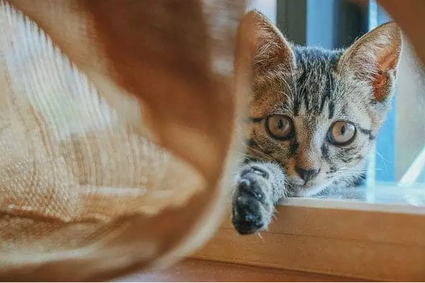 Кошки имеют репутацию непредсказуемых существ. В одну секунду они любят внимание, а в следующую не выносят прикосновений.