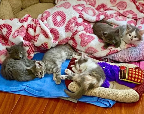 Пять котят, которых нашли на улице, так счастливы, что получили помощь, необходимую им для жизни.-5