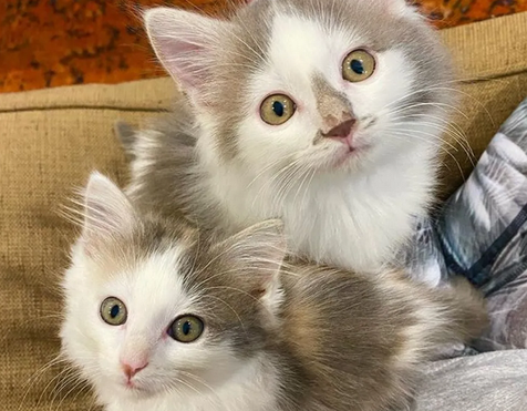 Пять котят, которых нашли на улице, так счастливы, что получили помощь, необходимую им для жизни.-9
