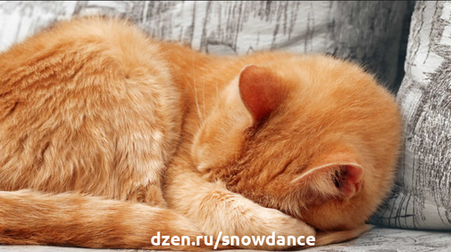 Наблюдение за сном своего кота успокаивает нервы и расслабляет. Иногда мы замечаем, что он прикрывает морду своей маленькой лапой, когда тихонько похрапывает, и нам интересно такое поведение.-3