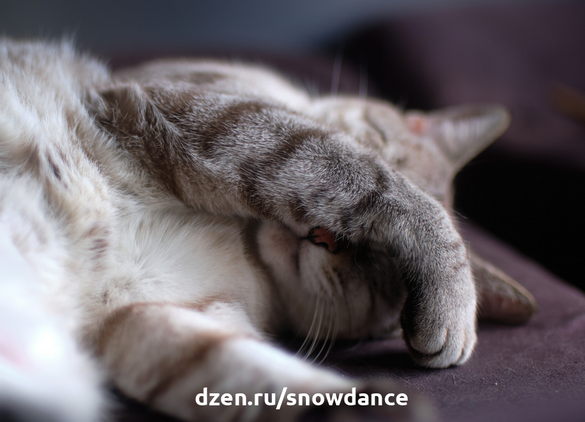 Наблюдение за сном своего кота успокаивает нервы и расслабляет. Иногда мы замечаем, что он прикрывает морду своей маленькой лапой, когда тихонько похрапывает, и нам интересно такое поведение.-4