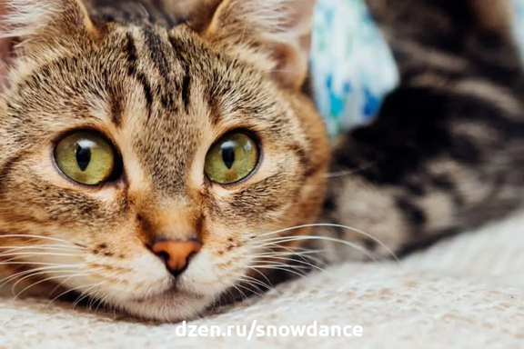 Кошки имеют свойство скрывать любые признаки слабости или болезни. Почему? В естественной среде обитания они являются не только хищниками, но и добычей.-2