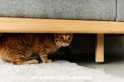 Кошки имеют свойство скрывать любые признаки слабости или болезни. Почему? В естественной среде обитания они являются не только хищниками, но и добычей.-5