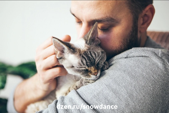 Некоторые кошки неожиданно запрыгивают на плечо хозяину. И мы можем предположить, почему некоторые кошки делают это! 5 причин, по которым ваша кошка садится вам на плечо 1.-4