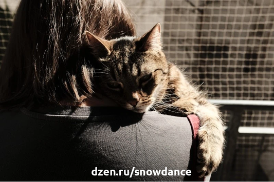 Некоторые кошки неожиданно запрыгивают на плечо хозяину. И мы можем предположить, почему некоторые кошки делают это! 5 причин, по которым ваша кошка садится вам на плечо 1.-5