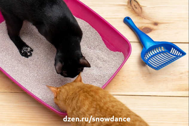 Кошки могут быть аккуратными и чистоплотными животными. Они же могут создавать значительный беспорядок, пытаясь достичь своего уровня чистоты. Наглядный пример - лоток.-4
