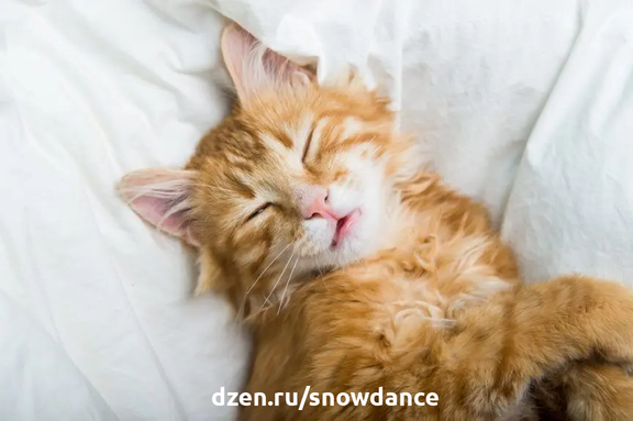 "Спит, как кот"  - наверное, многие любители кошек согласятся, что именно так должна звучать известная поговорка. В среднем кошки спят от 12 до 16 часов в сутки.-2