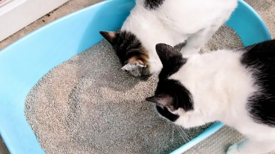 Кошки чистоплотны и запах туалета может отбить у них желание использовать его