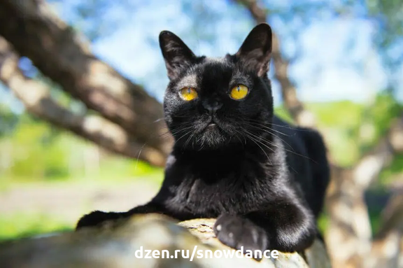 Любимый цвет? Черный!  Черный - один из наших любимых цветов. Между тем, черные кошки уже не так популярны. Почему? Представляем самые красивые породы черных кошек!-2