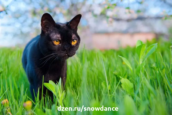 Любимый цвет? Черный!  Черный - один из наших любимых цветов. Между тем, черные кошки уже не так популярны. Почему? Представляем самые красивые породы черных кошек!-3