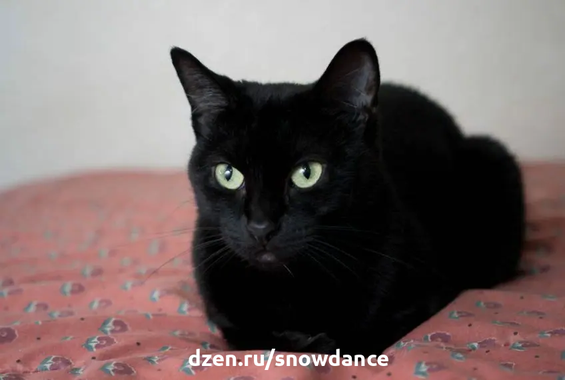 Любимый цвет? Черный!  Черный - один из наших любимых цветов. Между тем, черные кошки уже не так популярны. Почему? Представляем самые красивые породы черных кошек!-4
