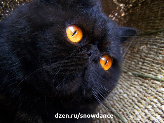 Любимый цвет? Черный!  Черный - один из наших любимых цветов. Между тем, черные кошки уже не так популярны. Почему? Представляем самые красивые породы черных кошек!-6
