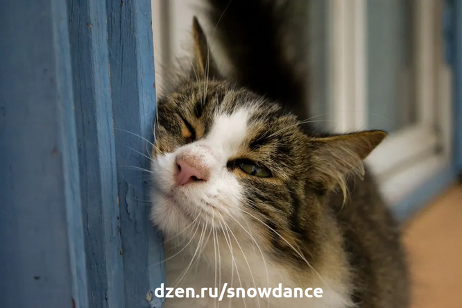 Вот 5 кошачьих способов показать всему миру, что "здесь живет кошка". Некоторые из них могут вас удивить!-3