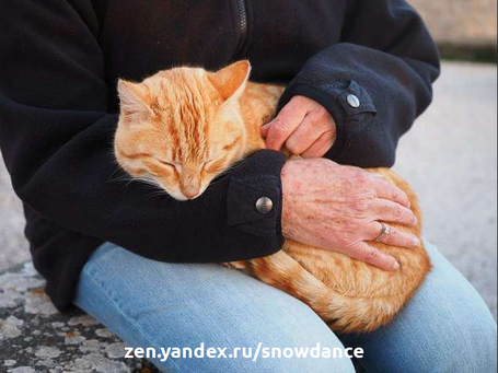 Ученые уже доказали, что кошки любят людей и хотят быть рядом с нами. Но как кошки показывают, что они нам доверяют?-3