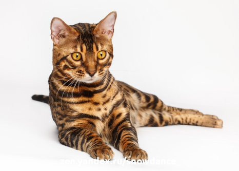 Бенгальская порода кошек выглядит дикой и экзотической, и популярна во всем мире.-3